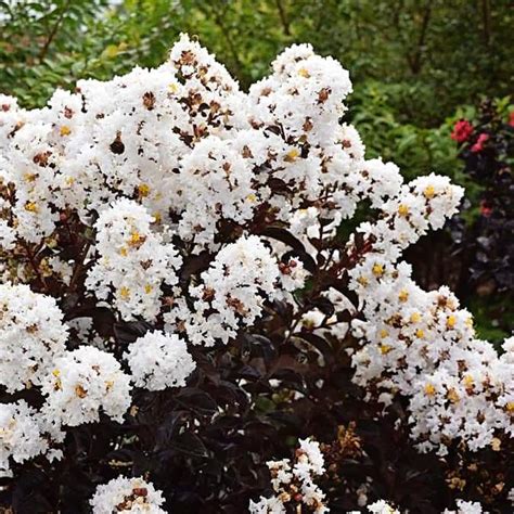 Crwpe Myrtle Lumar Magic: An Exotic Addition to Your Garden